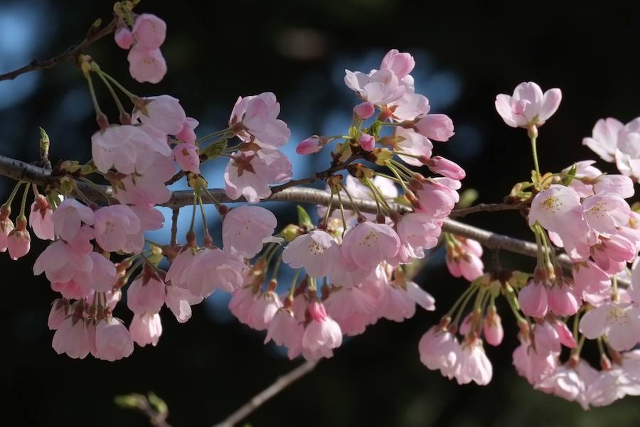 La primavera ha llevado a Tokio y Taiwan con los cerezos en flor, que originan bellas estampas.. 