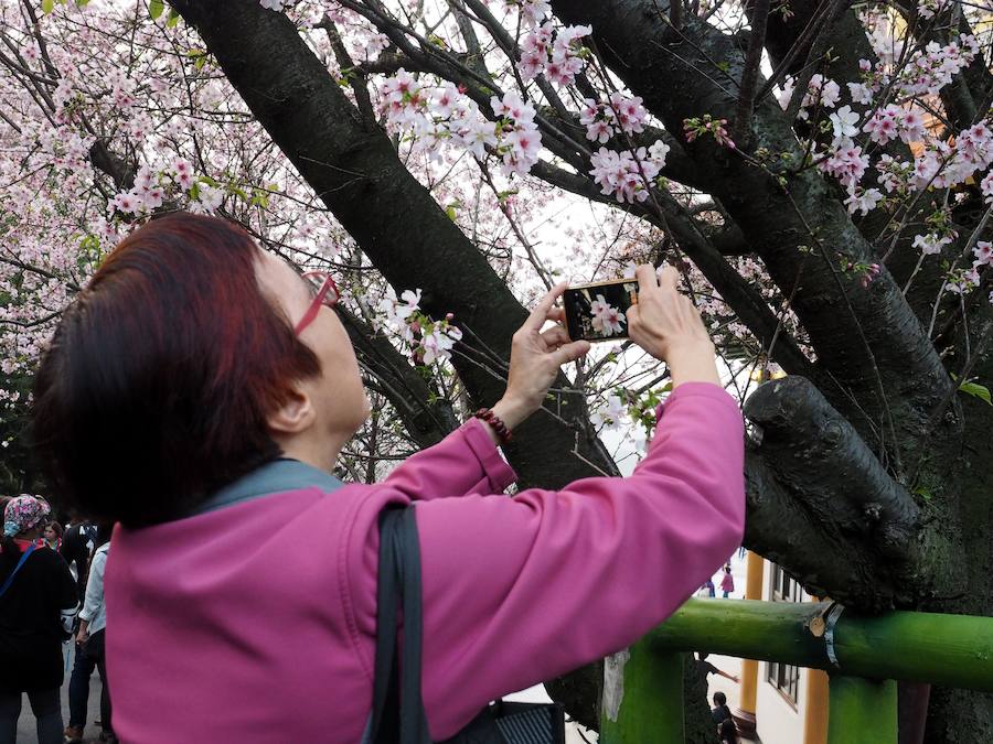 La primavera ha llevado a Tokio y Taiwan con los cerezos en flor, que originan bellas estampas.. 