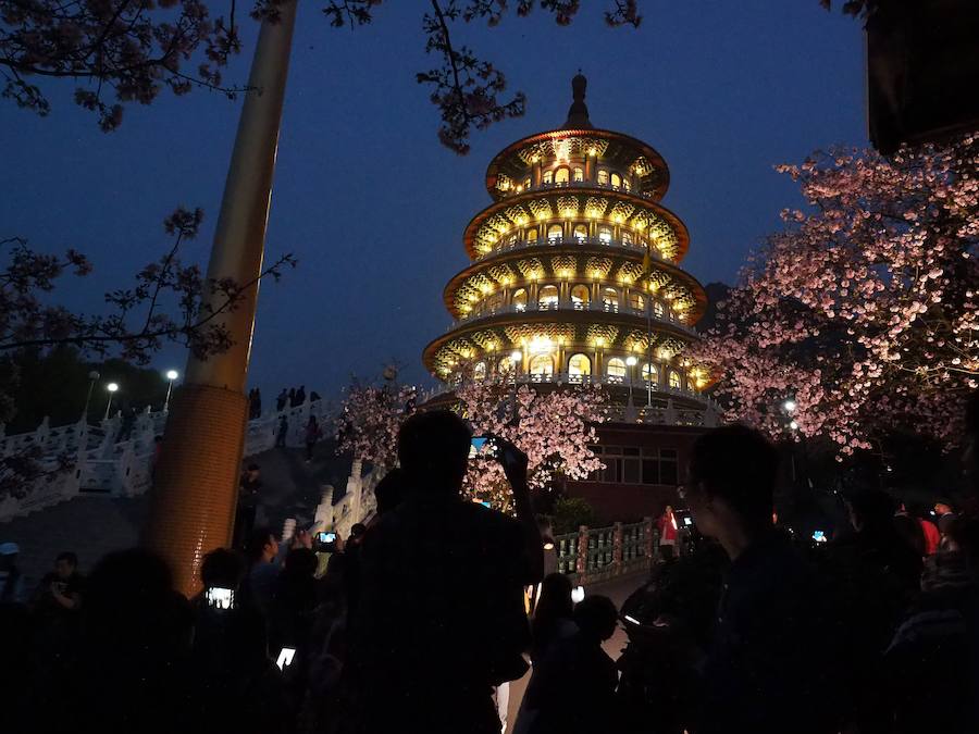 La primavera ha llevado a Tokio y Taiwan con los cerezos en flor, que originan bellas estampas.. 