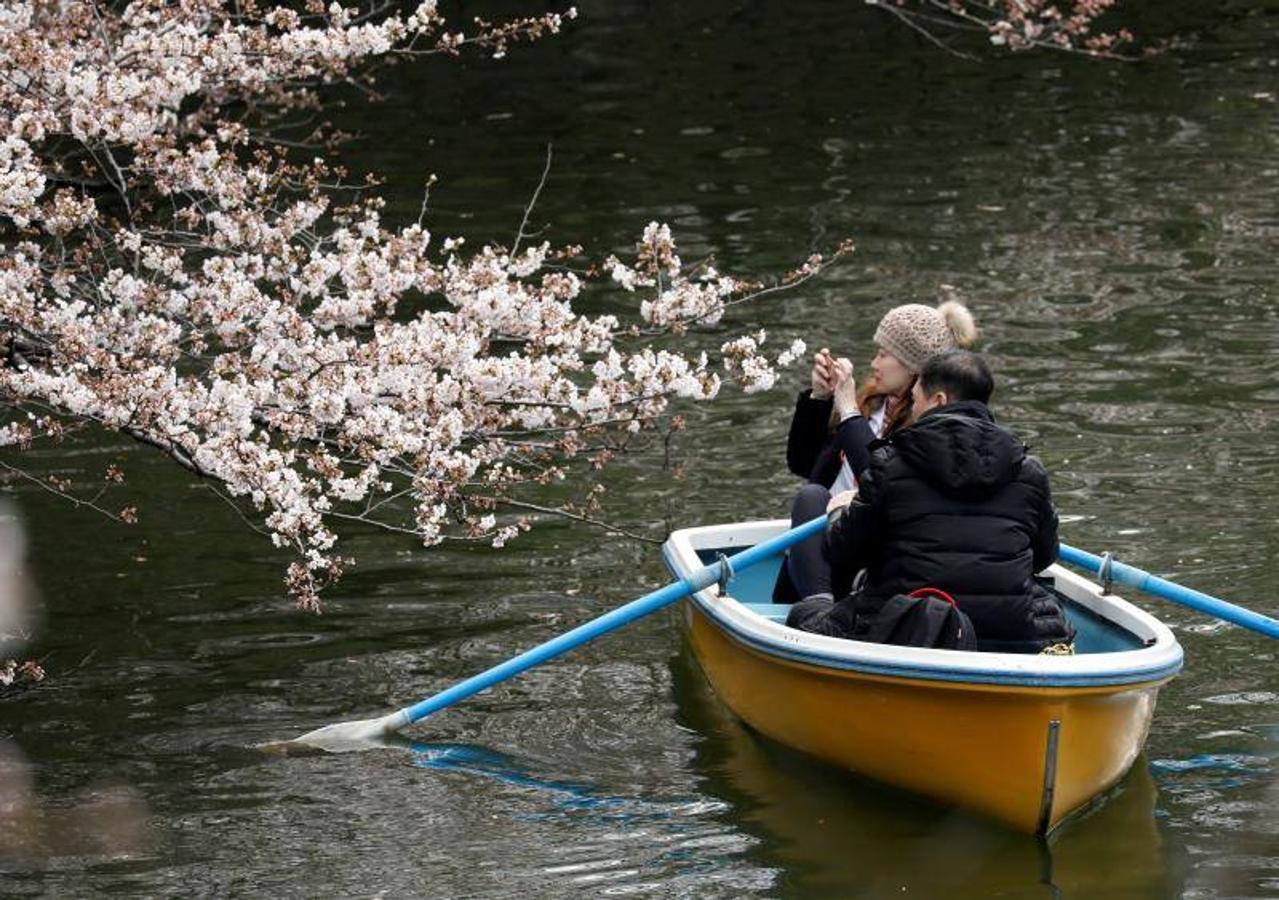 Las altas temperaturas, con 4,4 grados más de media, que están sufriendo en Tokio han hecho que la floración de los cerezos de adelante.