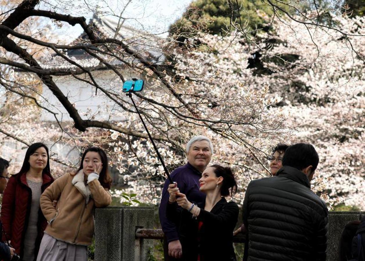 Las altas temperaturas, con 4,4 grados más de media, que están sufriendo en Tokio han hecho que la floración de los cerezos de adelante.