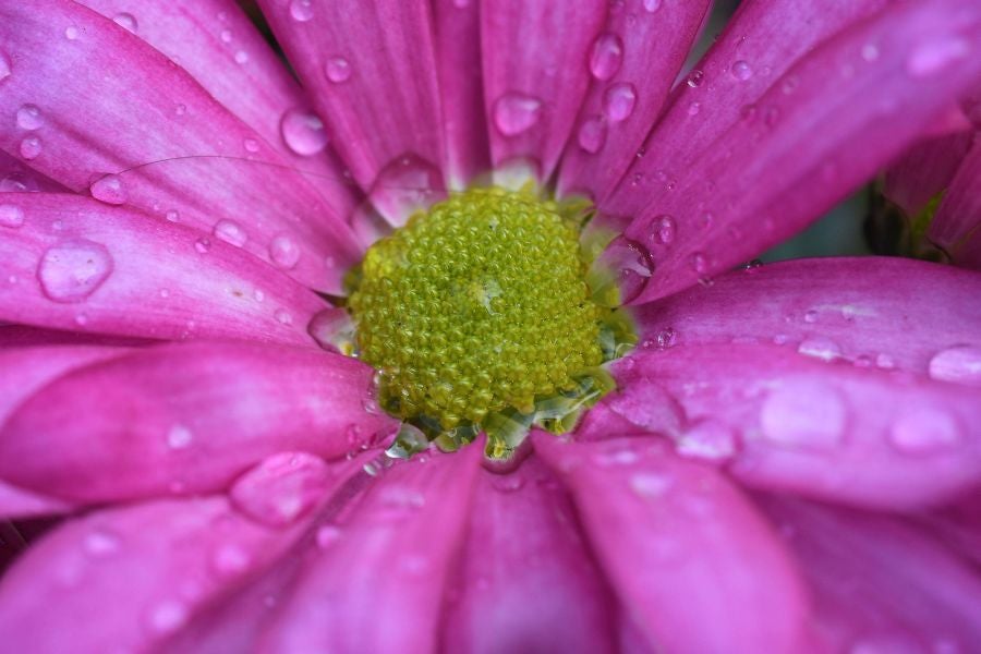 Segura ha celebrado su tradicional Feria de Flores y Plantas, y han sido muchos los vecinos de la localidad que se han acercado a la cita primaveral.