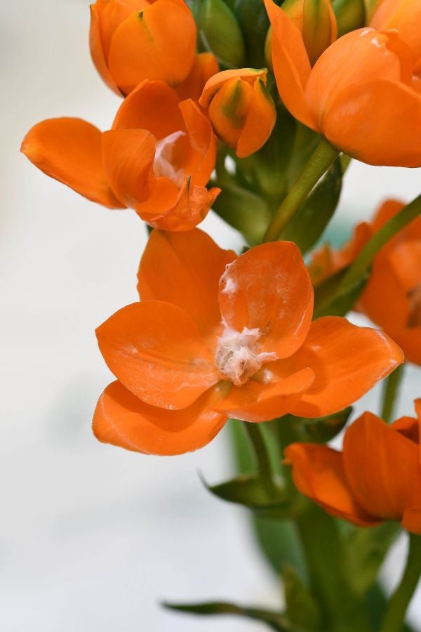 Segura ha celebrado su tradicional Feria de Flores y Plantas, y han sido muchos los vecinos de la localidad que se han acercado a la cita primaveral.