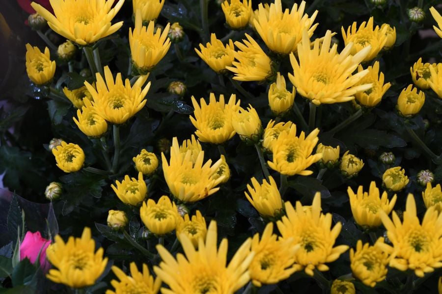 Segura ha celebrado su tradicional Feria de Flores y Plantas, y han sido muchos los vecinos de la localidad que se han acercado a la cita primaveral.