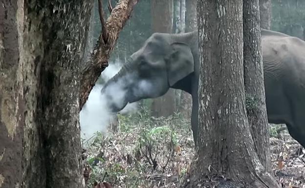 «¿Este elefante realmente está fumando?»