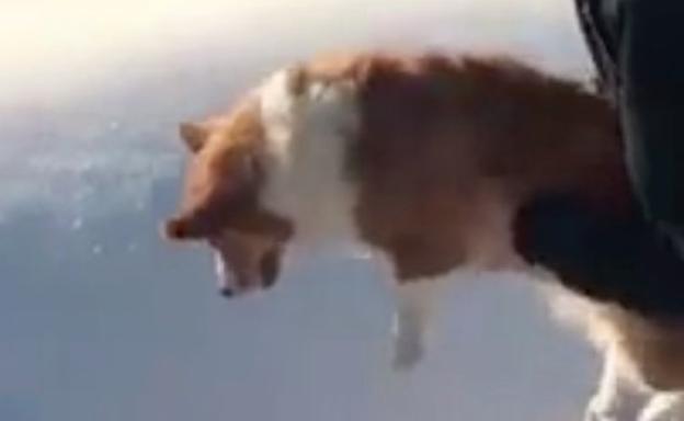 ¿Un perro que se tira de un avión sin paracaídas?