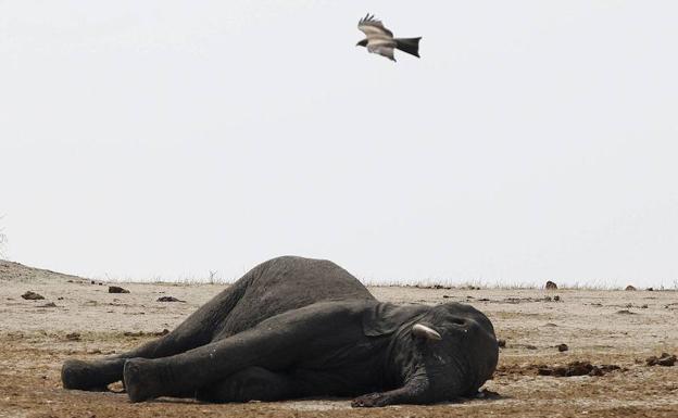 Cadáver de un elefante africano. 