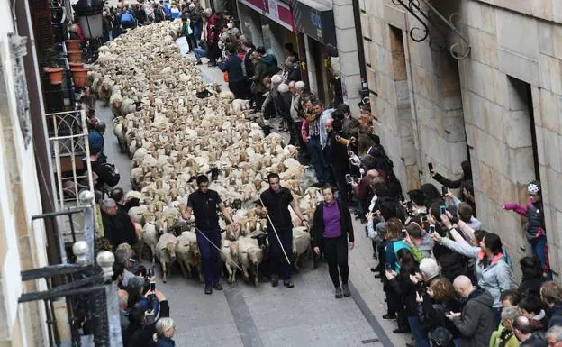 Más de 2.000 ovejas pertenecientes a cuatro pastores han tomado el casco antiguo de Ordizia