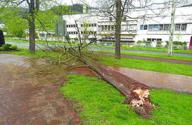 Un gran árbol de unos 15 metros de altura cayó sobre el paseo y el bidegorri hacia Eskoriatza. 