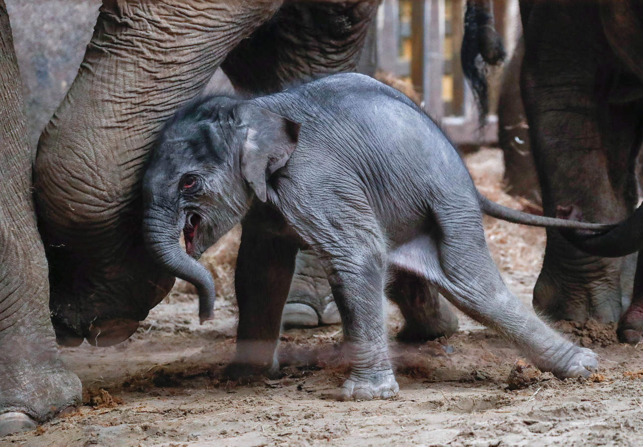Un elefante asiático recién nacido es fotografiado con miembros de su familia el primer día de una presentación pública en el zoológico de Planckendael en Mechelen, Bélgica. 