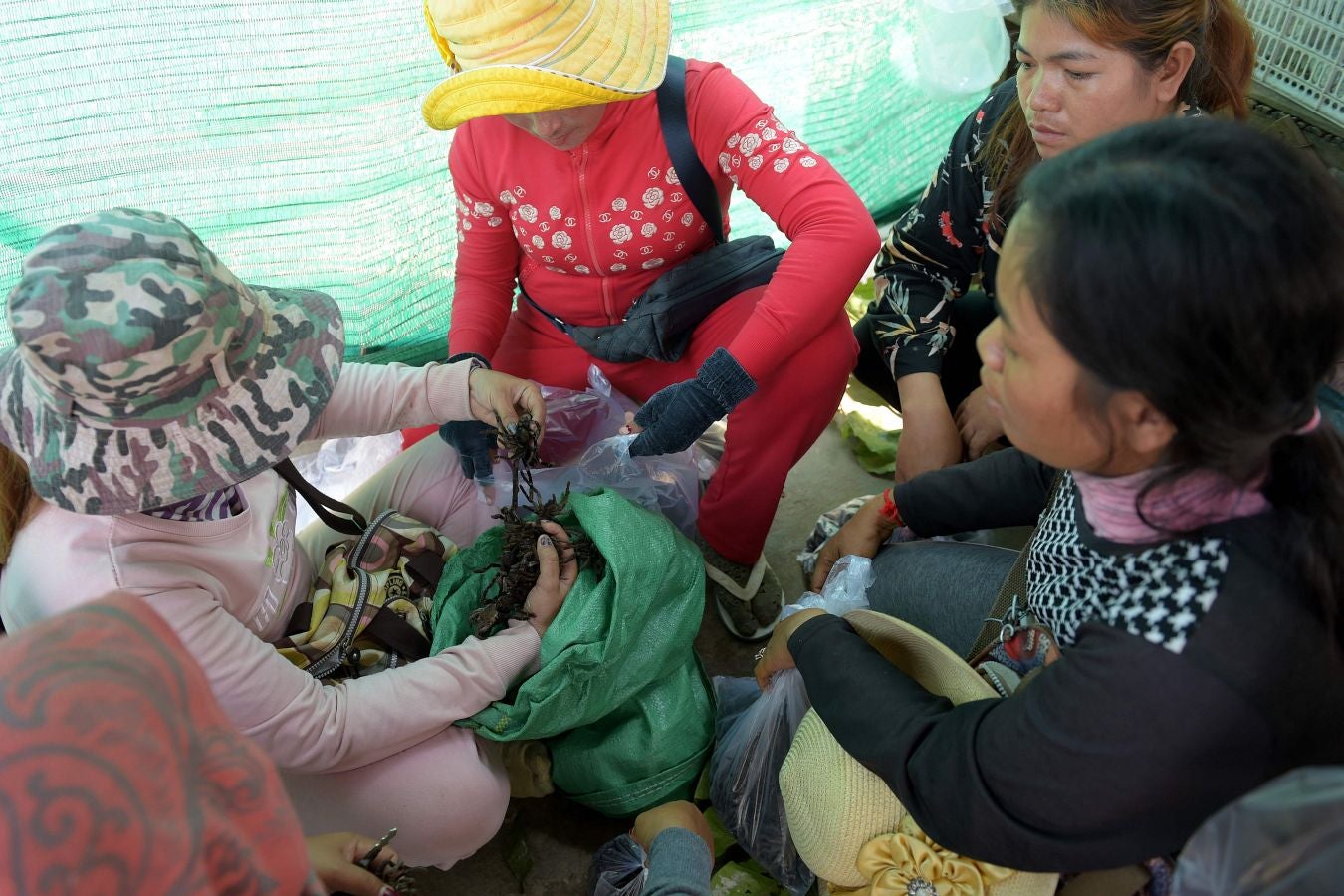 Aunque en occidente pueda parecer un plato poco apetitoso, las tarántulas son consideradas un manjar en Camboya. Tanto, que la caza furtiva de estas arañas, unida a la deforestación, amenazan con terminar con ellas.