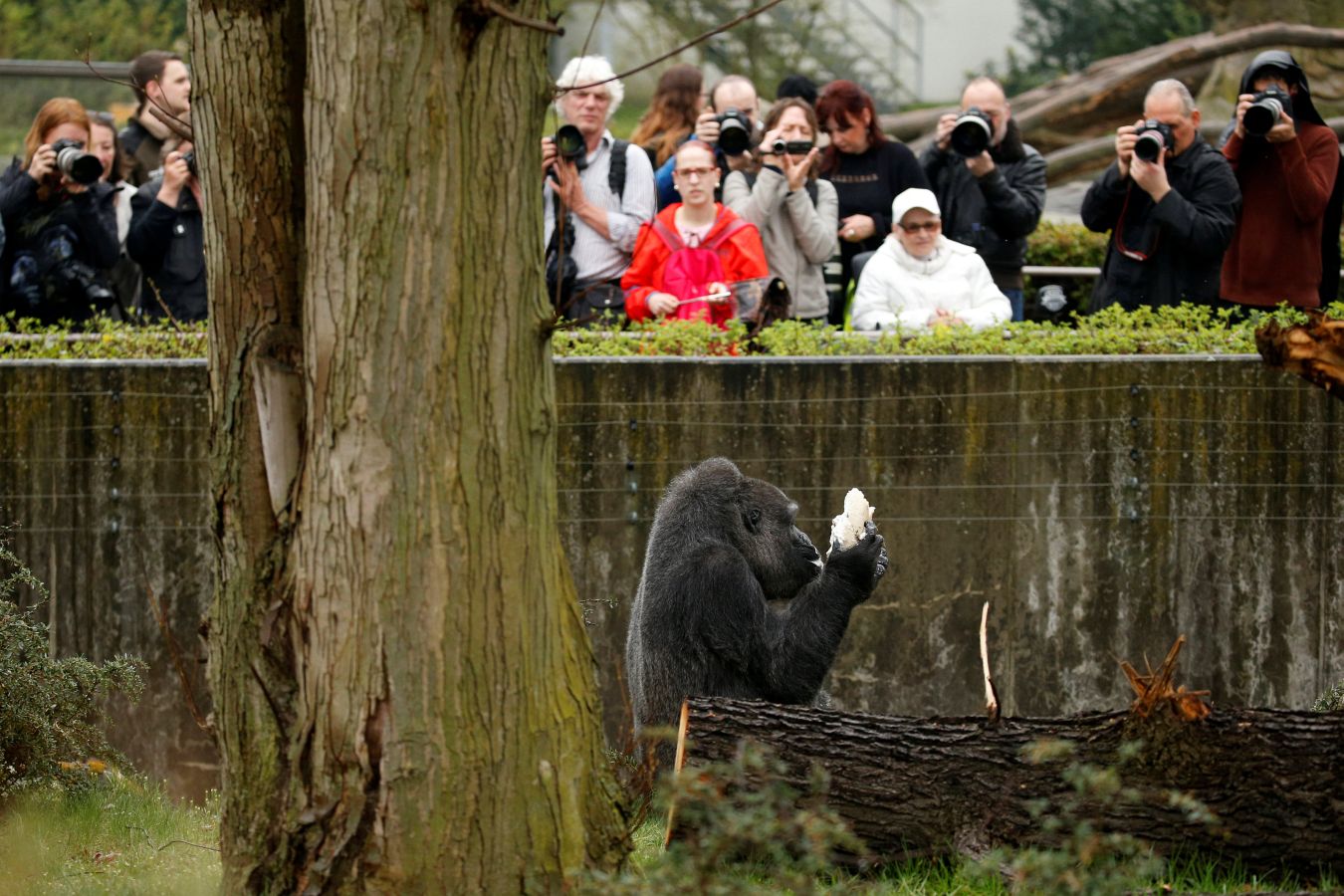 Es el gorila más longevo de Europa y, por eso, en el zoo de Berlín han celebrado su cumpleaños por todo lo alto. Incluso con tarta. No es para menos, Fatou cumple unos golosos 61.