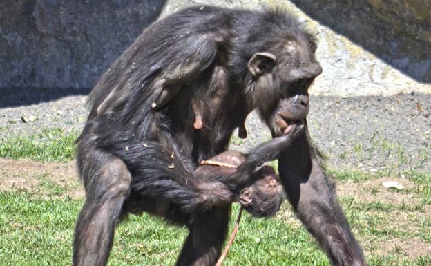 Parto público de un chimpancé en Valencia