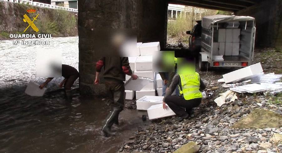 Se intensifican las operaciones de contrabando de esta especie en extinción