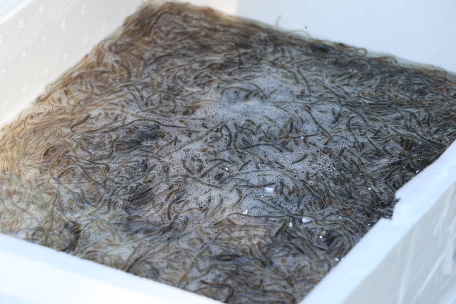 Se intensifican las operaciones de contrabando de esta especie en extinción