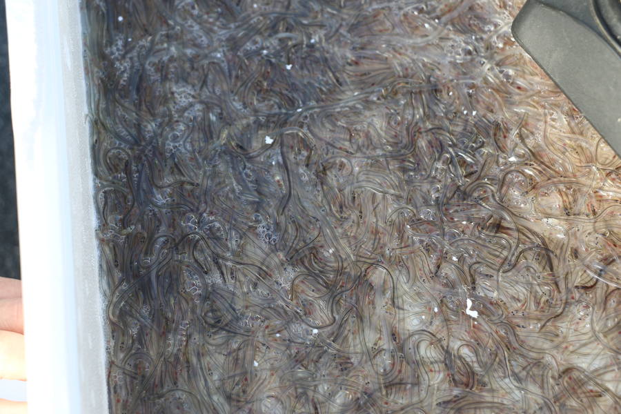 Se intensifican las operaciones de contrabando de esta especie en extinción