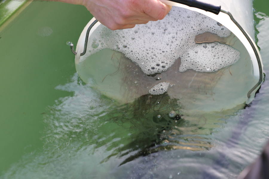 Se intensifican las operaciones de contrabando de esta especie en extinción