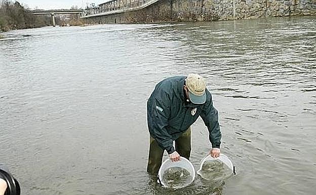 La Diputación de Gipuzkoa recuperará 365 kilómetros para mejorar la accesibilidad de las especies piscícolas a los ríos del territorio