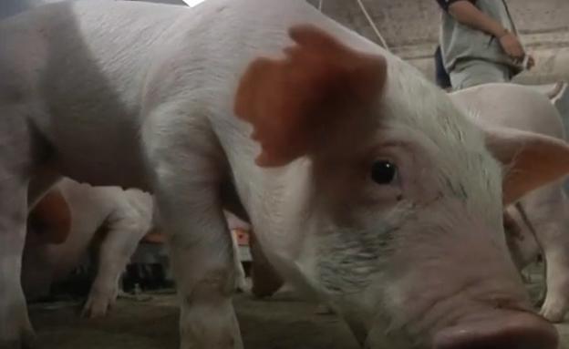'Hoteles' para cerdos en China