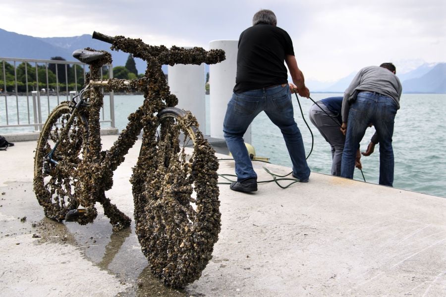 Imágenes tomadas durante la novena edición del evento de limpieza 'Net'Leman' , en Vevey, Suiza. El Net'Leman es un evento de un día en el que los voluntarios limpian el lago de Ginebra y sus costas. Este año la protagonista es una bicicleta cubierta de mejillones.