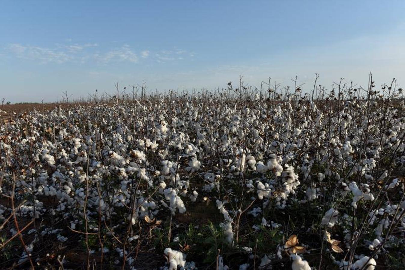 Semillas de algodón que se han limpiado de la fibra de algodón en Southern Kansas Cotton Cotton Growers Co-op cerca de Anthony, Kansas, EE. UU. 