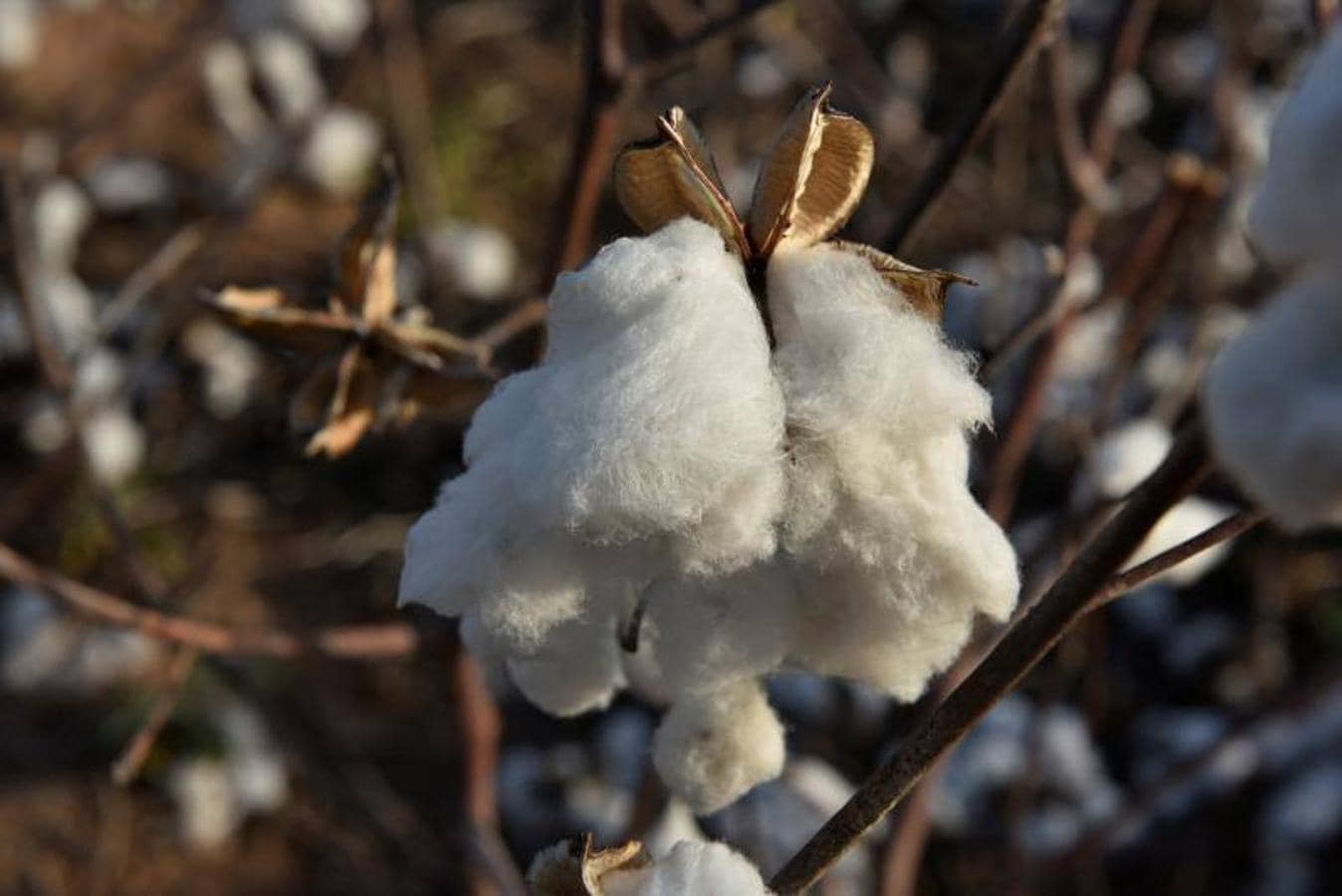 Semillas de algodón que se han limpiado de la fibra de algodón en Southern Kansas Cotton Cotton Growers Co-op cerca de Anthony, Kansas, EE. UU. 