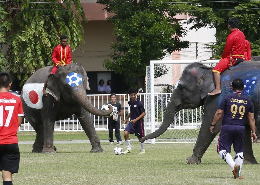 En Ayutthaya, al norte de Bangkok, han organizado este curioso partido de fútbol entre elefantes para promocionar el Mundial que arranca este mismo viernes