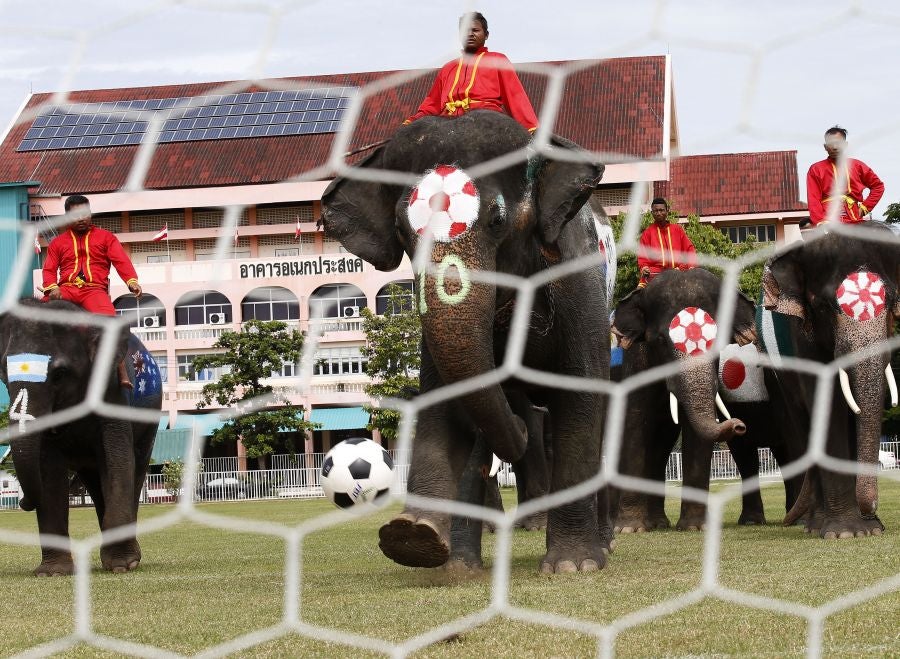 En Ayutthaya, al norte de Bangkok, han organizado este curioso partido de fútbol entre elefantes para promocionar el Mundial que arranca este mismo viernes