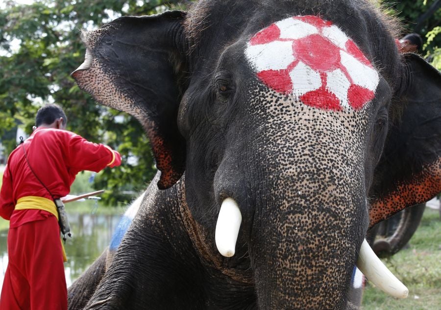 En Ayutthaya, al norte de Bangkok, han organizado este curioso partido de fútbol entre elefantes para promocionar el Mundial que arranca este mismo viernes
