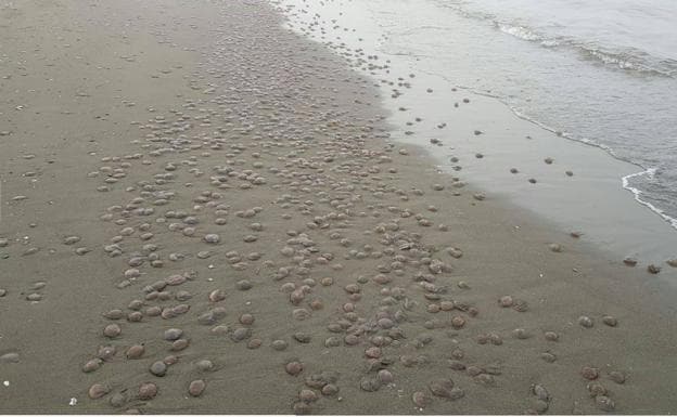 Una invasión de medusas en zonas de la Costa del Sol obliga a 'pescarlos' con barcos y ya se  han recogido más de una docena de toneladas de estos invertebrados