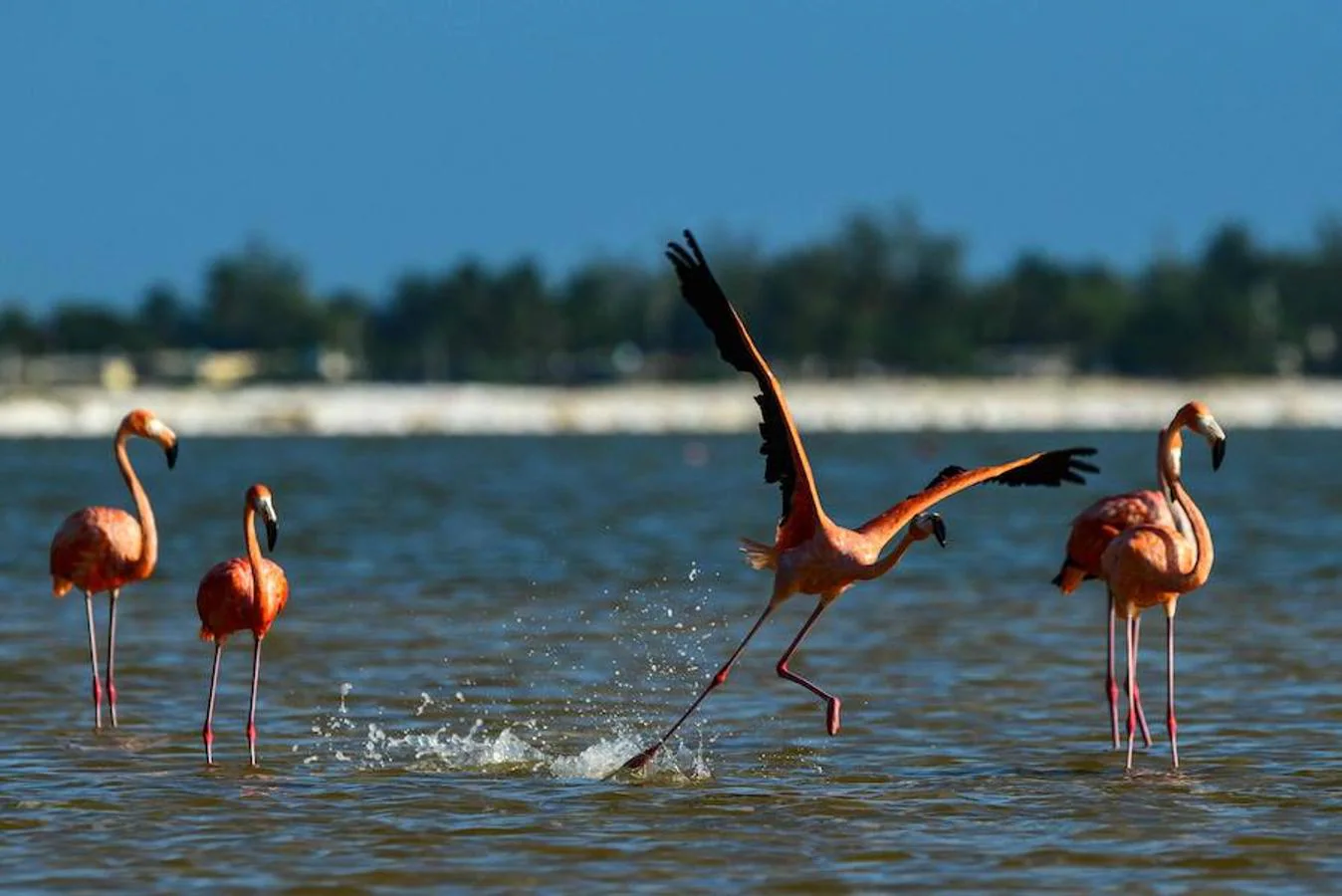 La Reserva de la Biosfera Río Lagartos, México, tiene nuevos inquilinos: flamencos rosados. El número de estas aves es cada vez es mayor en este país. De hecho, al menos 21.960 nidos fueron registrados en esta temporada de anidación, una cifra histórica según las autoridades mexicanas