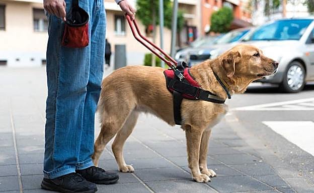 Despiden a un taxista por no aceptar a un ciego con su perro lazarillo