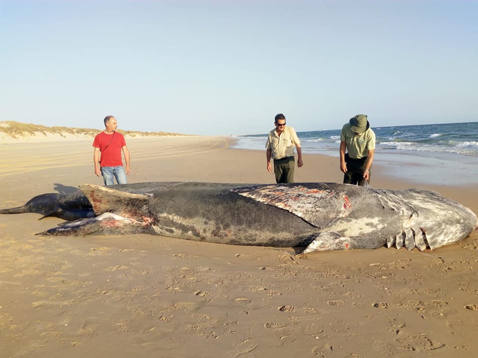 Esta semana un tiburón peregrino (Cetorhinus maximus) de nueve metros aparece muerto en una playa del espacio natural de Doñana, en Huelva.