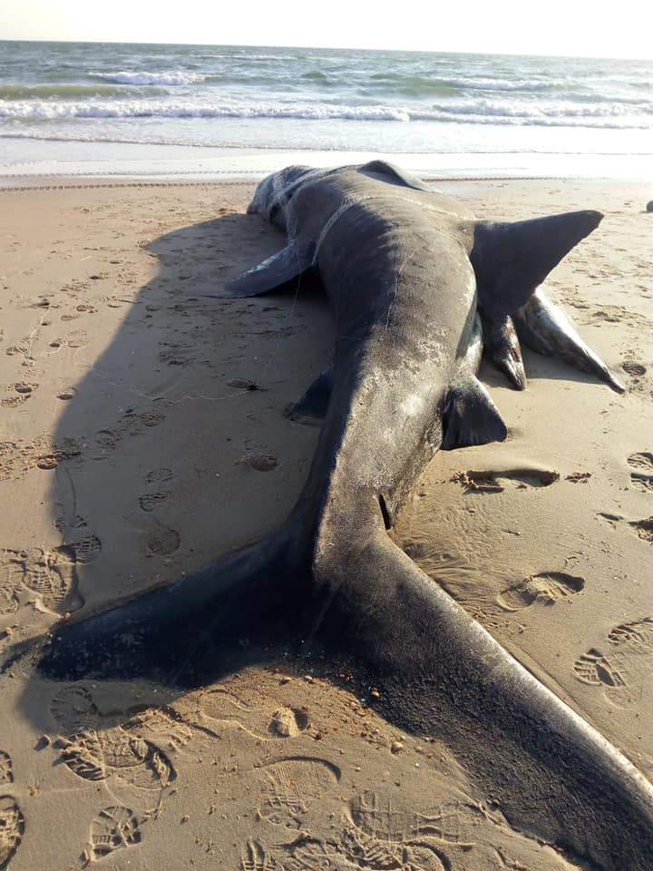 Esta semana un tiburón peregrino (Cetorhinus maximus) de nueve metros aparece muerto en una playa del espacio natural de Doñana, en Huelva.