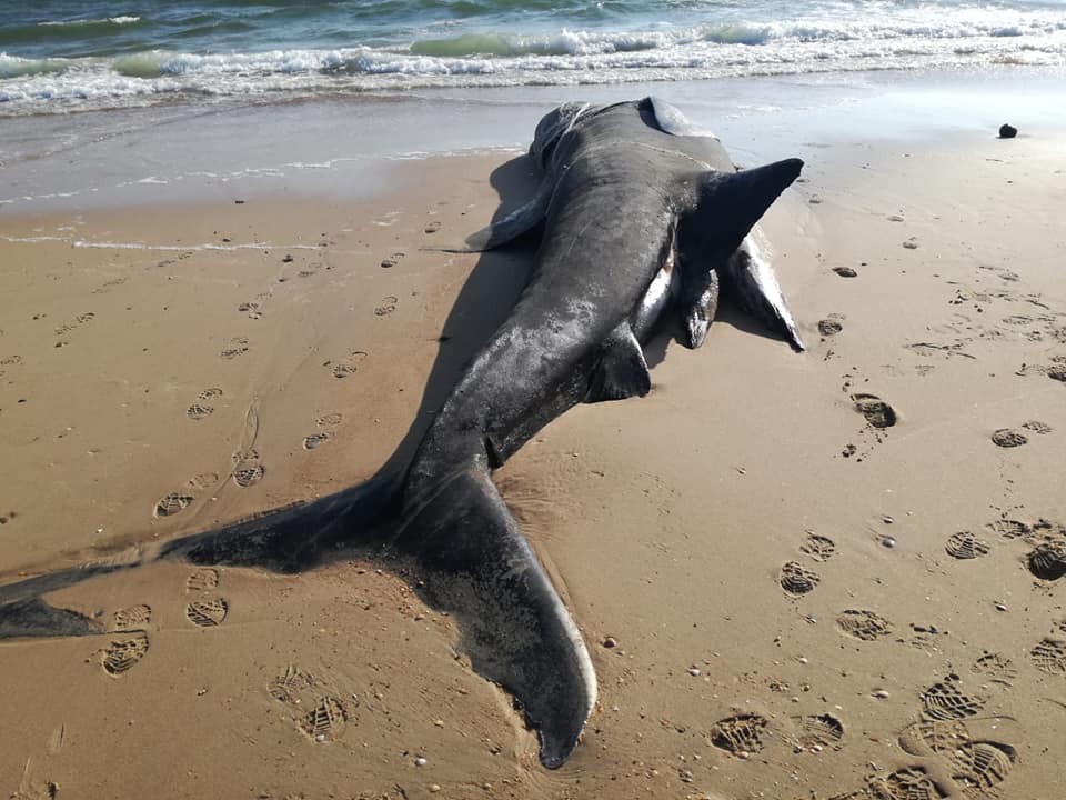 Esta semana un tiburón peregrino (Cetorhinus maximus) de nueve metros aparece muerto en una playa del espacio natural de Doñana, en Huelva.