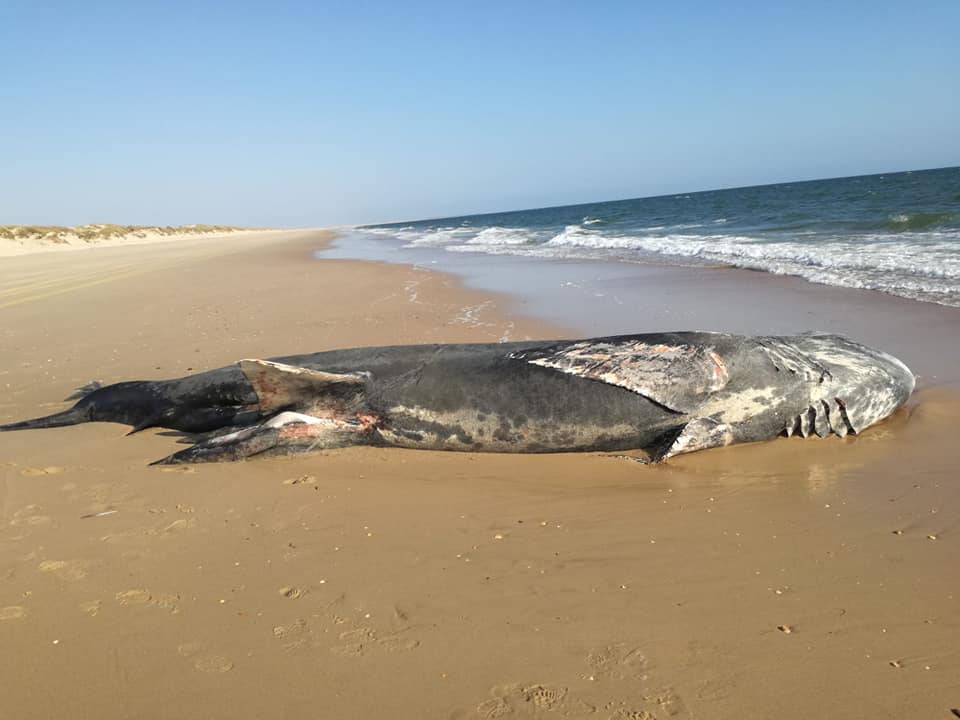 Esta semana un tiburón peregrino (Cetorhinus maximus) de nueve metros aparece muerto en una playa del espacio natural de Doñana, en Huelva.