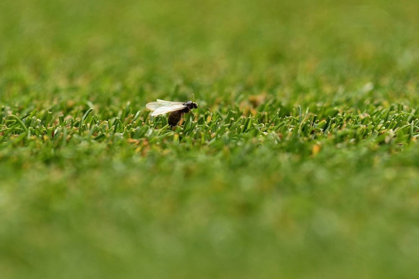 Varios tenistas que están disputando el prestigioso torneo de Londres se han visto perjudicados por la presencia de hormigas sobre las pistas de hierba.