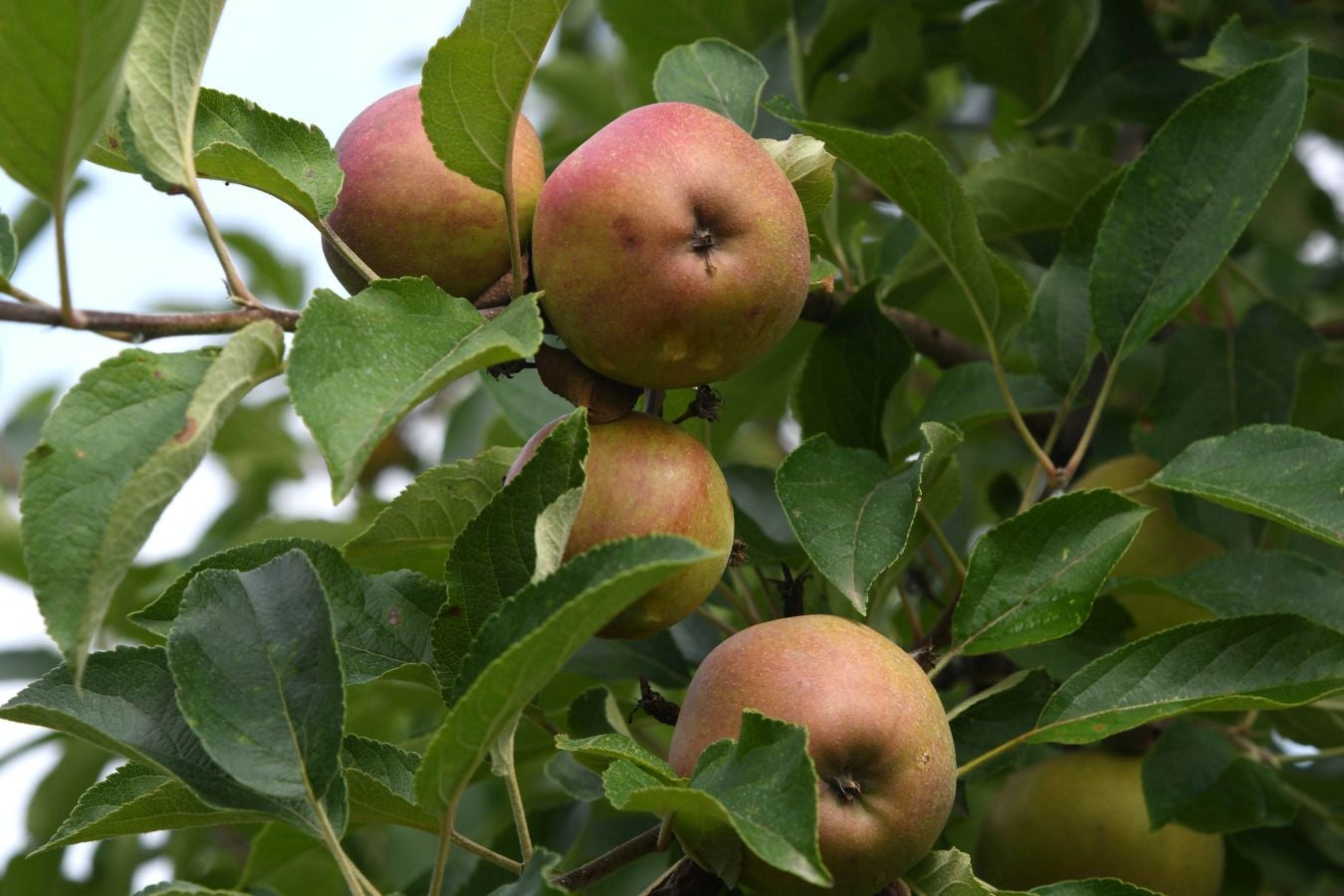 «Ongi etorri baserrira!» es una iniciativa de puertas abiertas que permite visitar caseríos guipuzcoanos y ver cómo es su día a día trabajando