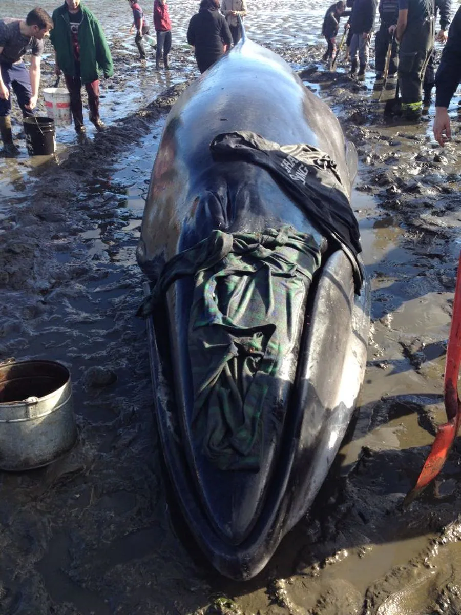 La ballena quedó varada en una playa de la Isla Quinchao y fue liberada por el Servicio Nacional de Pesca y Acuicultura y la Armada chilena.