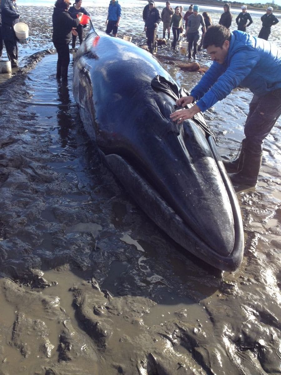 La ballena quedó varada en una playa de la Isla Quinchao y fue liberada por el Servicio Nacional de Pesca y Acuicultura y la Armada chilena.