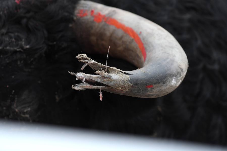 El diestro Pepe Moral fue el gran protagonista en el cierre de los sanignacios de Azpeitia por las dos grandes faenas que firmó a los dos toros con opciones de una desigual corrida de Cuadri, labores que, al final, quedaron sin premio por su mala tarde con los aceros