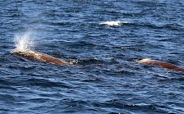 Los cetáceos fueron observados a finales de julio a lo largo de la costa vasca por la asociación Itsas Arima. 