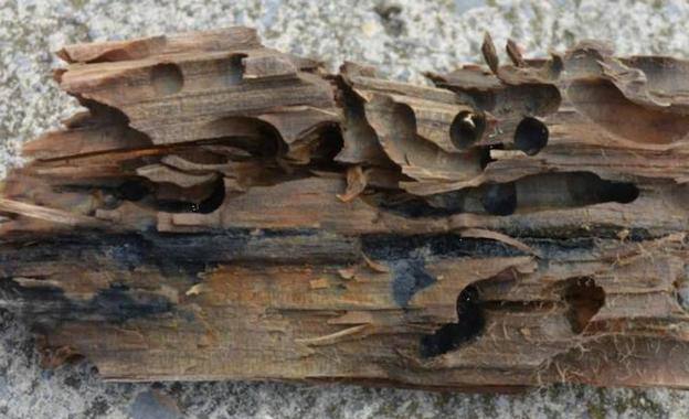 La Diputación de Gipuzkoa va a iniciar en breve, en una o dos semanas, las obras de sujeción del puente que une Mutriku y Deba, que tendrán un presupuesto de aproximadamente 1,2 millones de euros y se acometerán por el procedimiento de urgencia. Se reconstruirá piedra a piedra