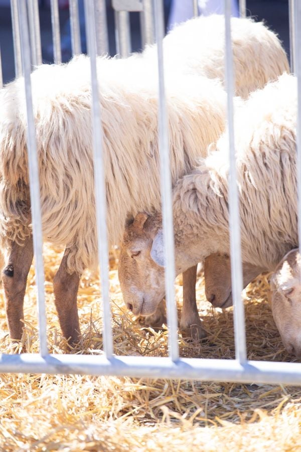 El Artzain Eguna de Gipuzkoa ha cumplido este domingo 28 años celebrándose en el centro de Legazpi, con la flor y nata del pastoreo del territorio como protagonistas.