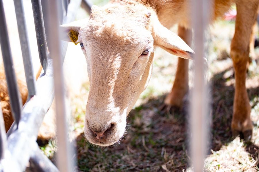 El Artzain Eguna de Gipuzkoa ha cumplido este domingo 28 años celebrándose en el centro de Legazpi, con la flor y nata del pastoreo del territorio como protagonistas.
