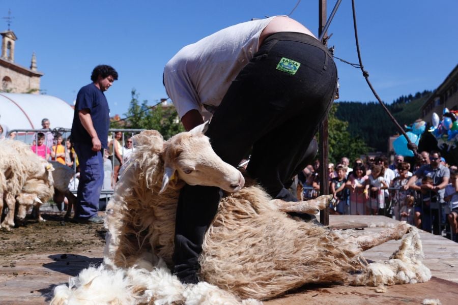 El Artzain Eguna de Gipuzkoa ha cumplido este domingo 28 años celebrándose en el centro de Legazpi, con la flor y nata del pastoreo del territorio como protagonistas.