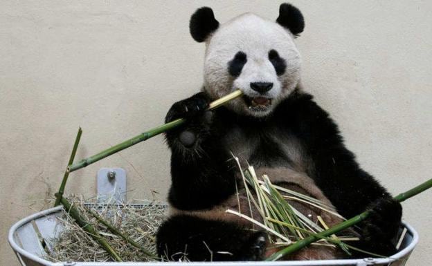 Yang Yang, la osa panda que crea obras de arte 