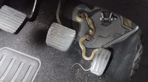 Serpiente que los agentes encontraron en el vehícullo