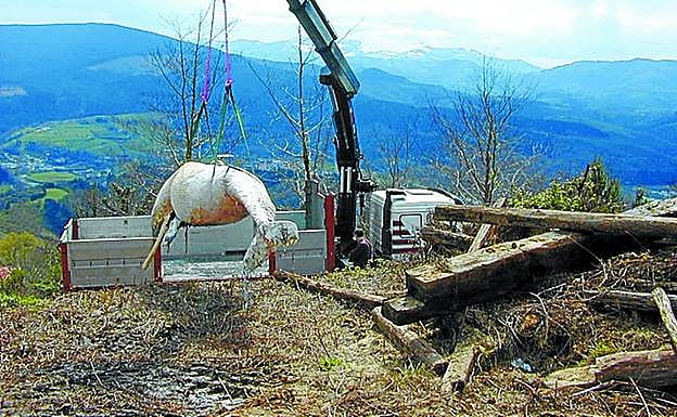 Imagen principal - Una ballena emerge 18 años después