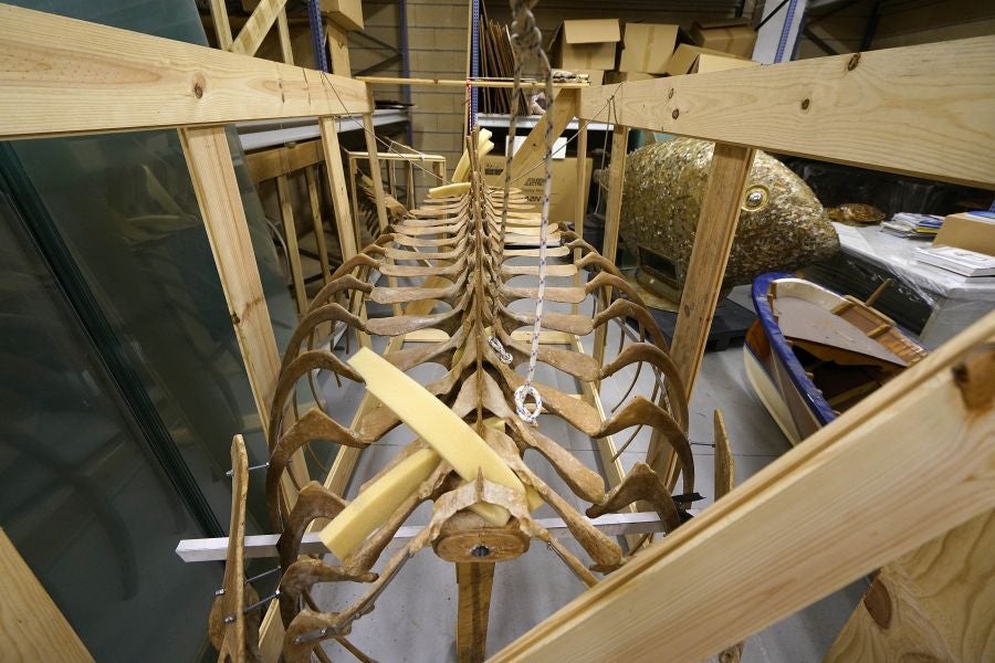 El Aquarium de Donostia ultima los detalles para exponer el esqueleto de un joven rorcual aliblanco hembra que apareció en 2000 cerca de Igeldo